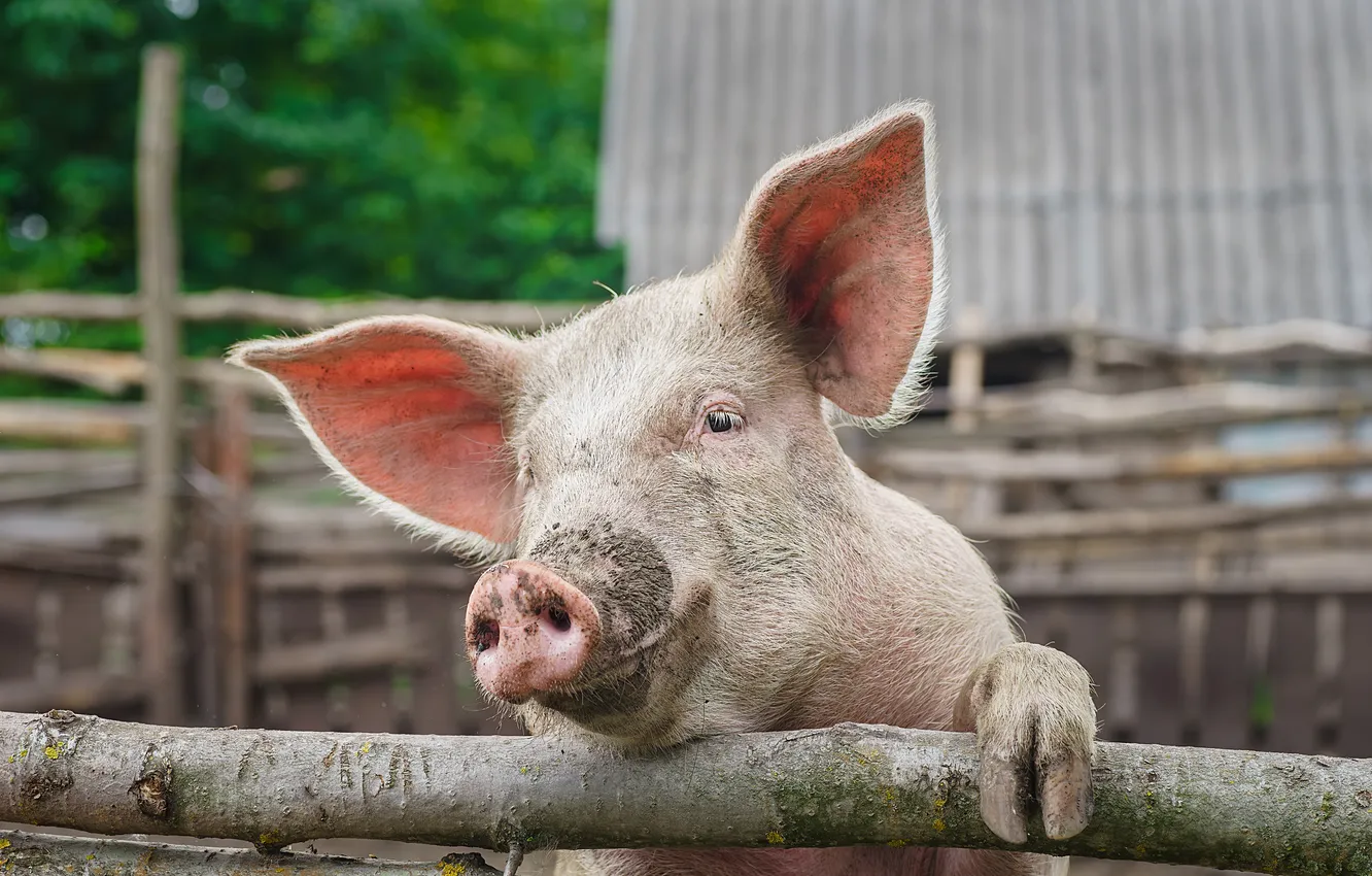 Фото обои fence, farm, pig