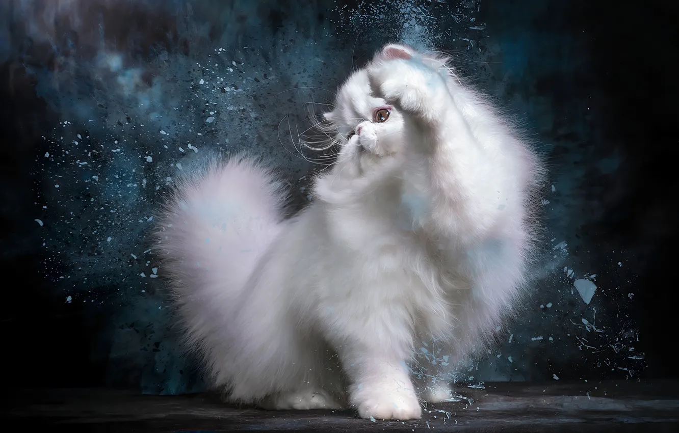Фото обои кошка, белый, поза, котенок, персидский, фотоарт