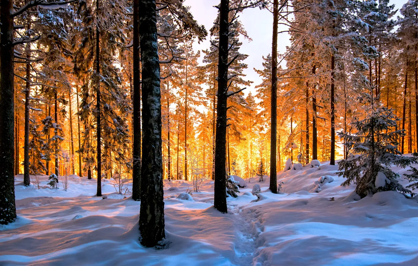 Фото обои lights, forest, trees, nature, winter, snow, Finland, sunlight