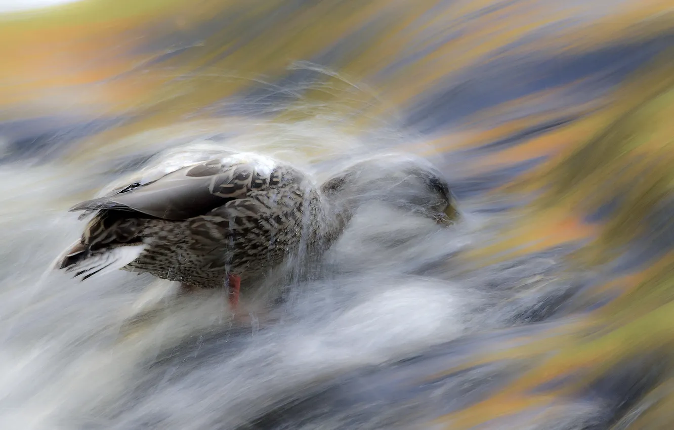 Фото обои вода, птица, поток