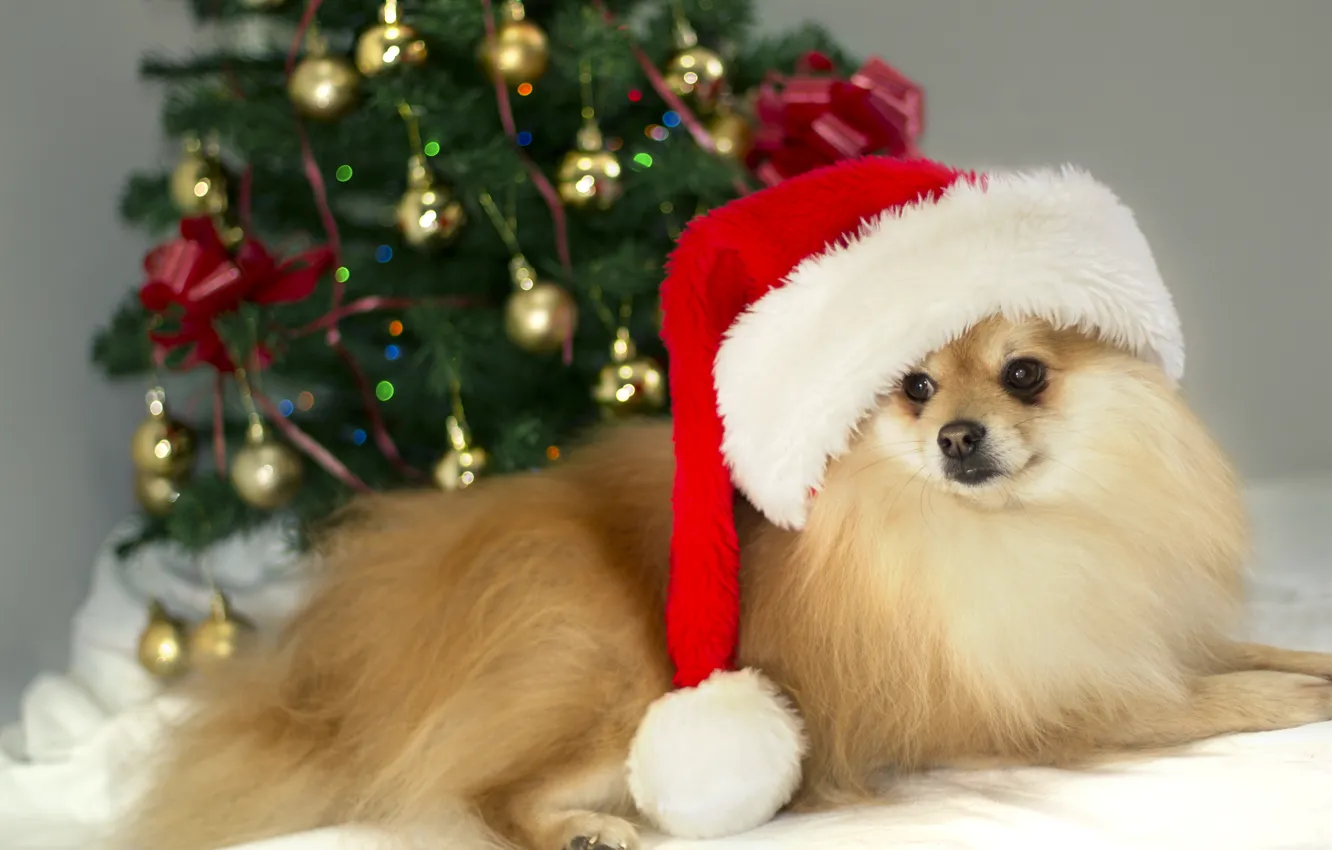 Фото обои christmas, photo, brown, dog, cute, german, MMaglica photo, MMaglica