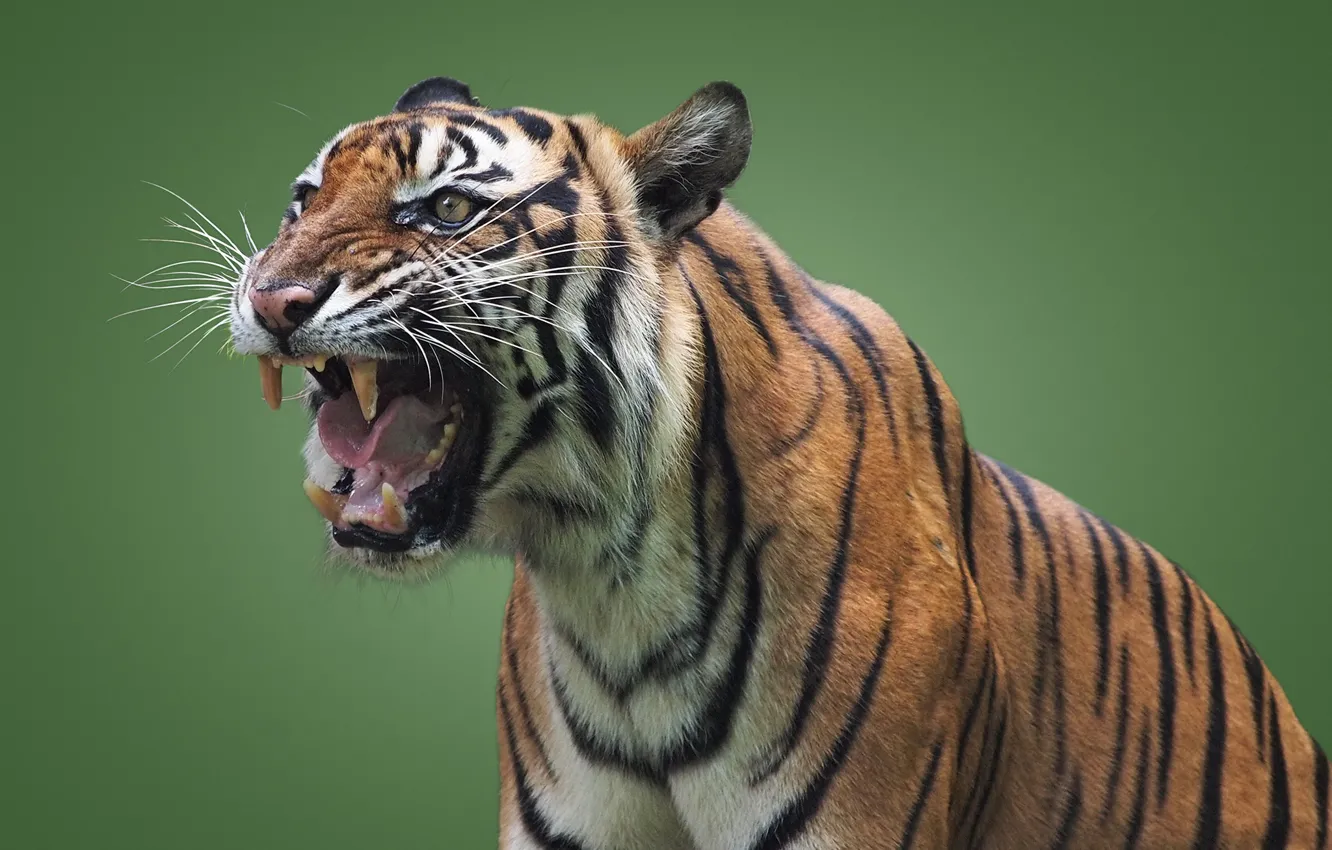 Фото обои тигр, хищник, пасть, оскал, дикая кошка, зелёный фон
