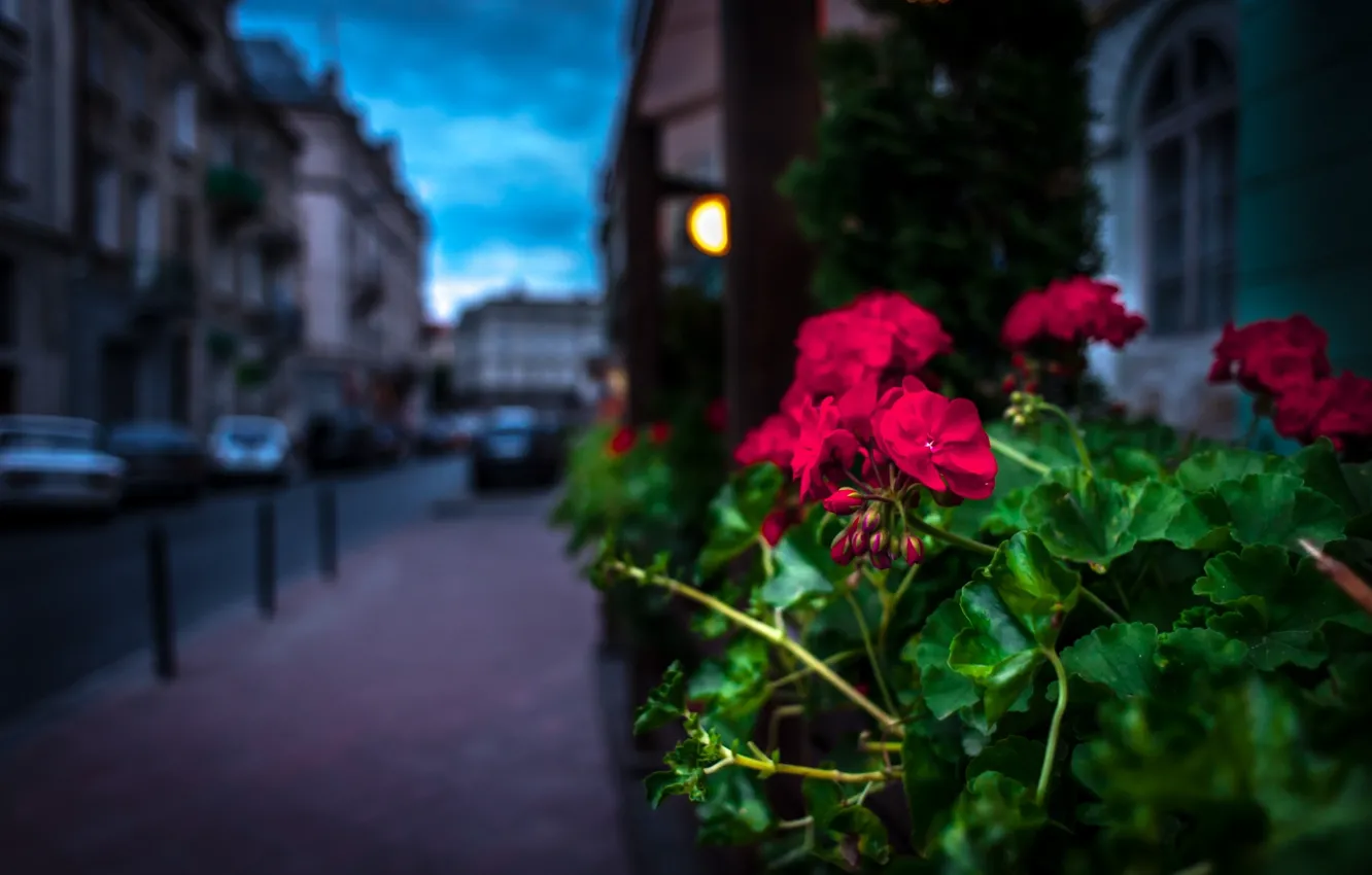 Фото обои цветы, улица, вечер
