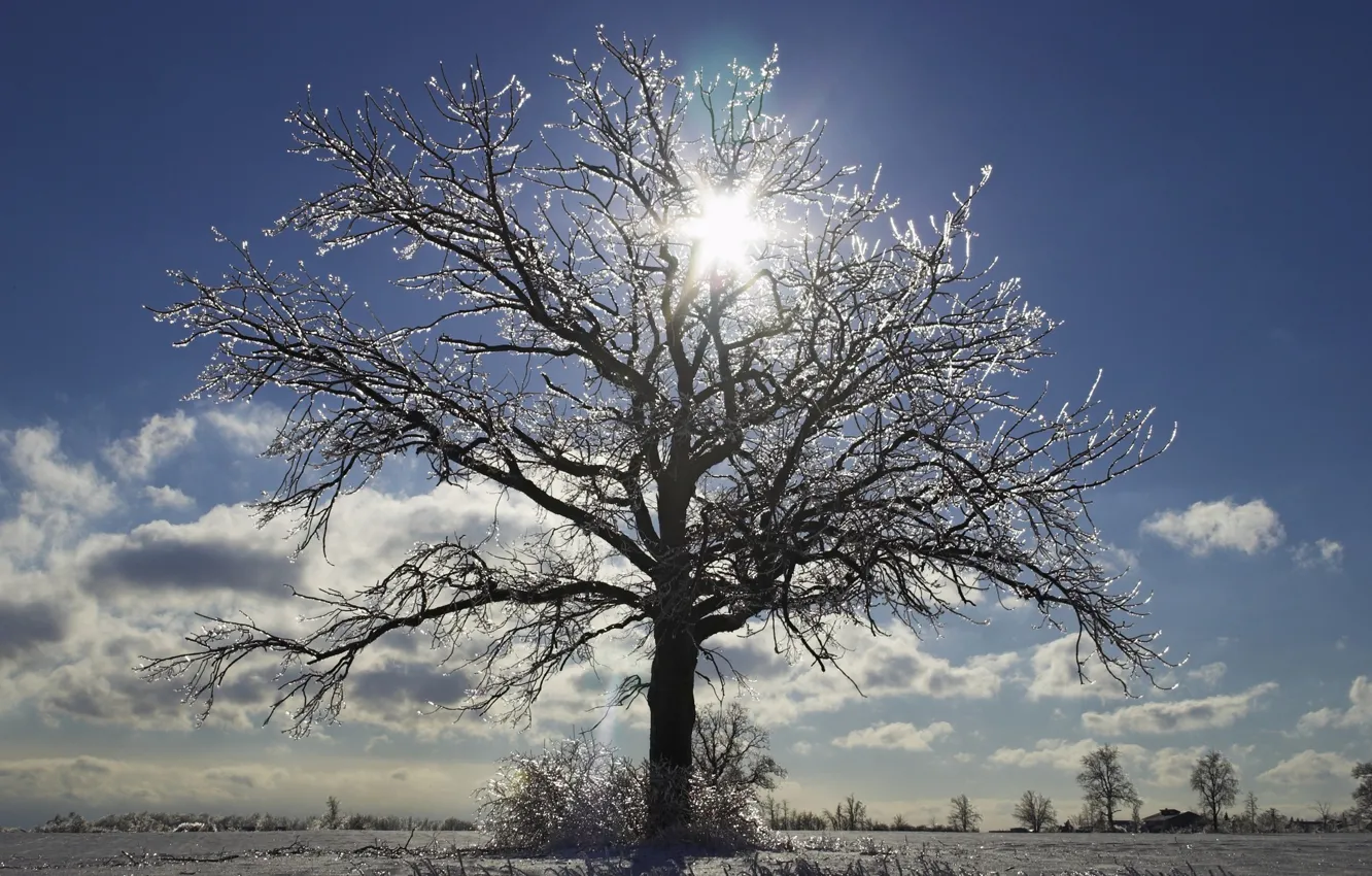 Фото обои Winter, snow, tree, sun, snowland