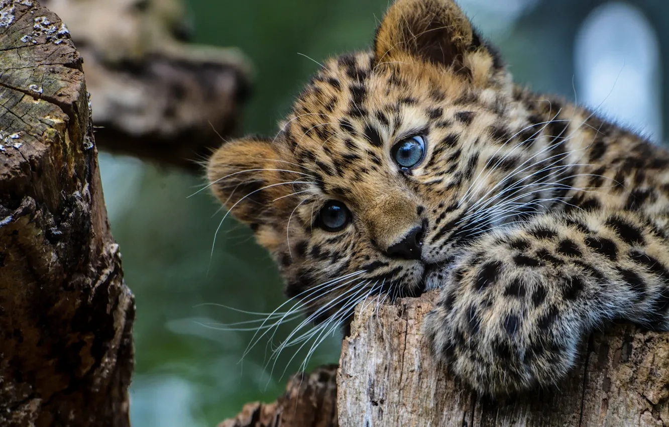 Фото обои Blue, Eyes, Leopard, Young