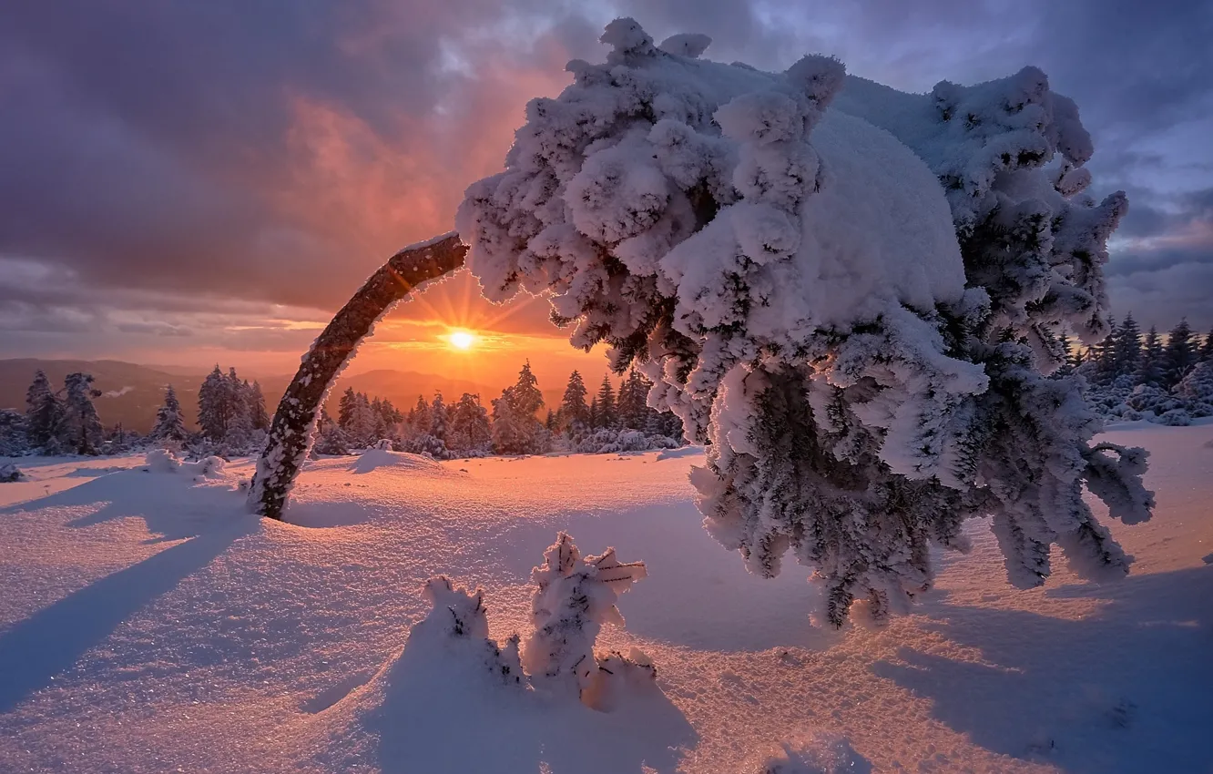 Фото обои зима, солнце, снег, закат, дерево, красота