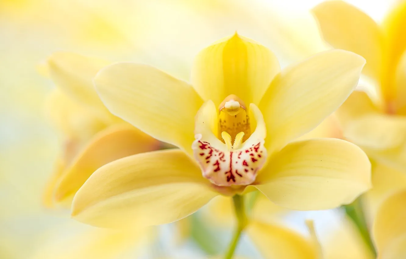 Фото обои макро, желтый, орхидея