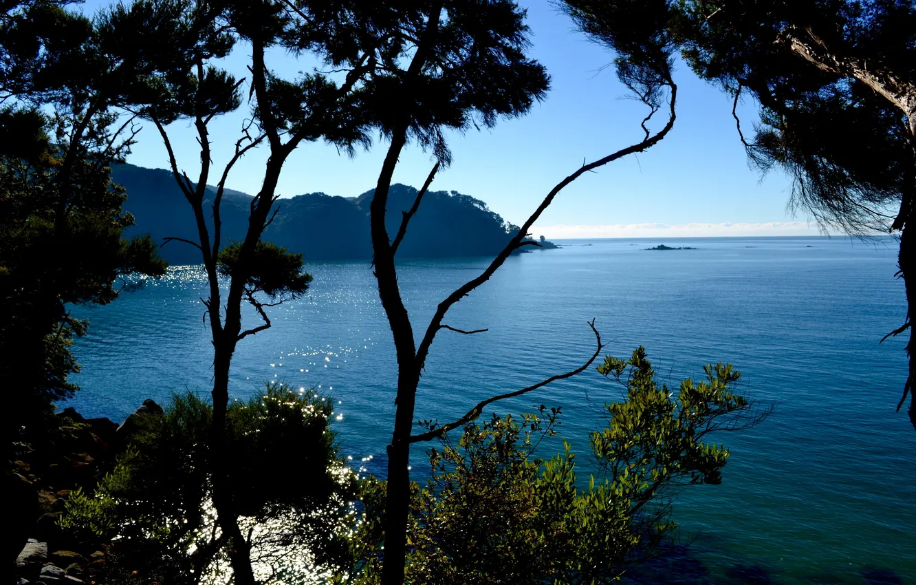 Фото обои море, пейзаж, ветки, природа, парк, побережье, Австралия, Abel Tasman