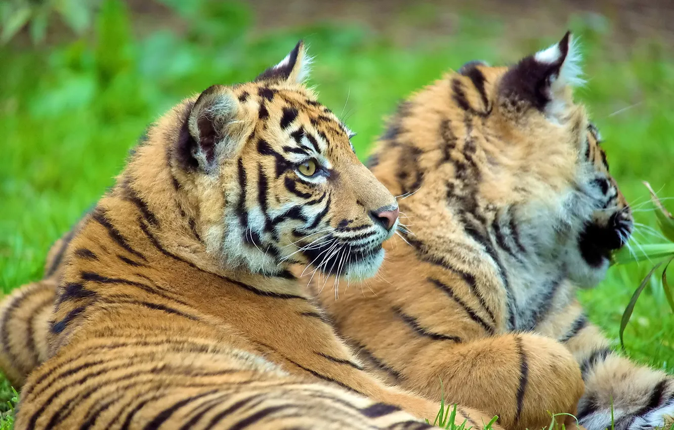 Фото обои тигр, лежит, смотрит, тигрёнок