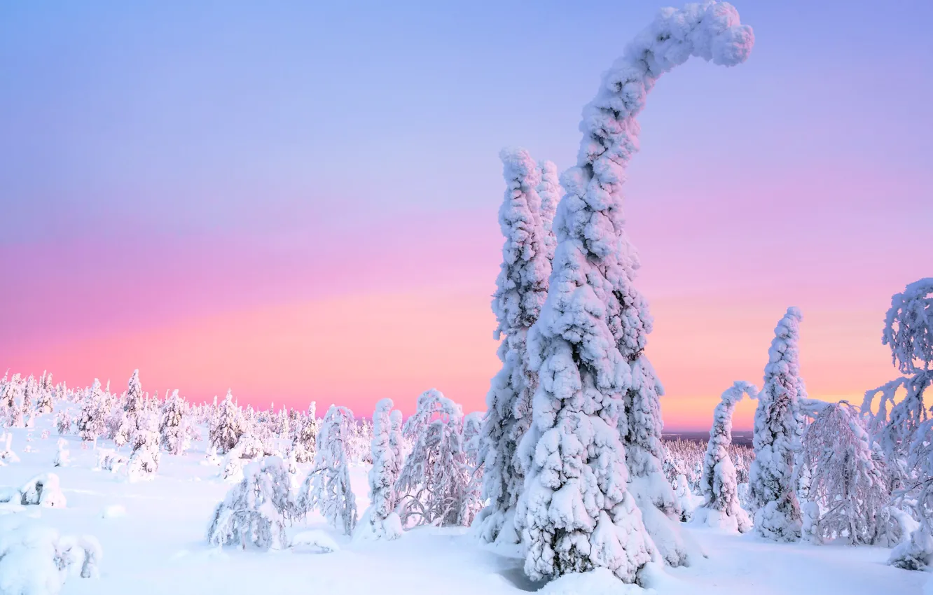 Фото обои зима, иней, лес, снег, деревья, природа, утро, ели