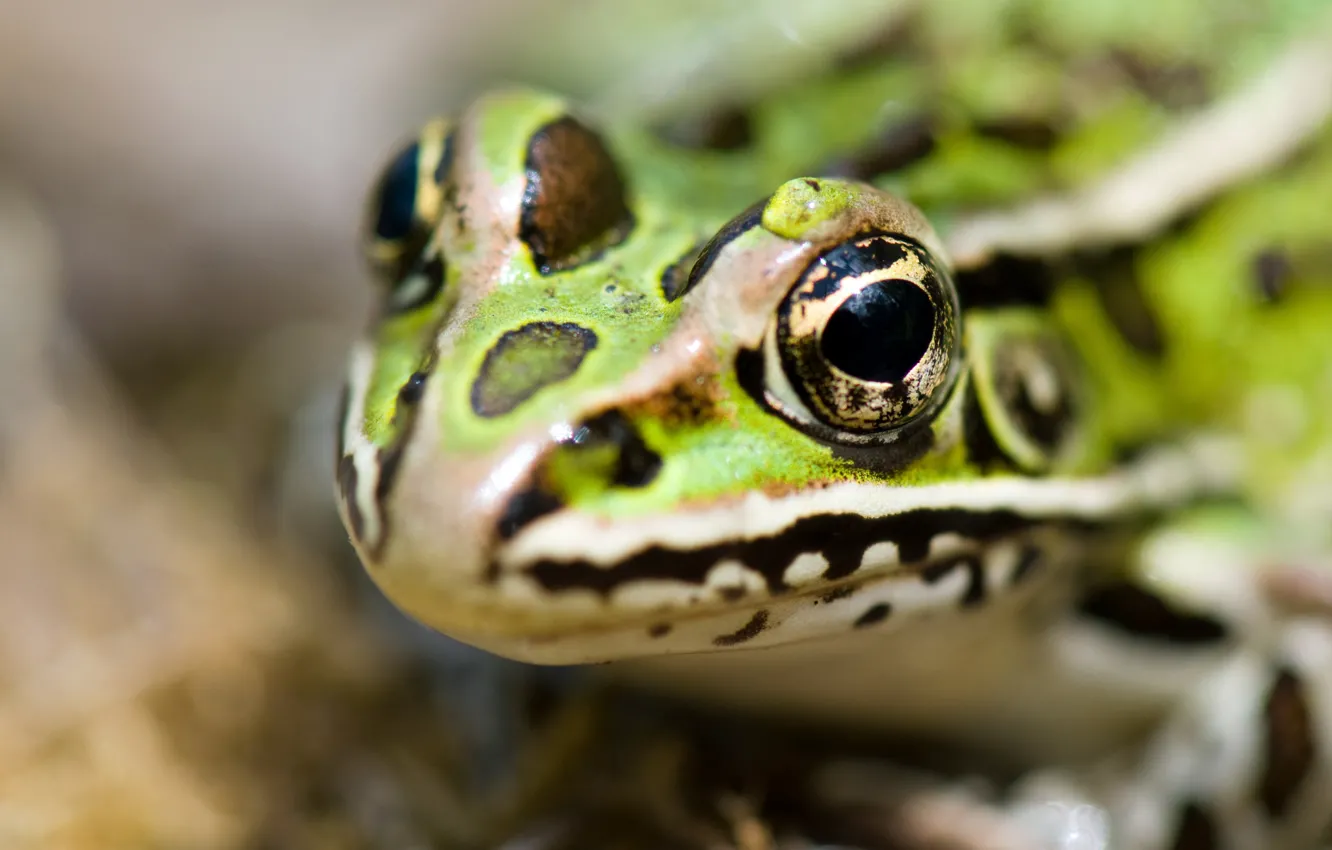 Фото обои frog, head, reptile