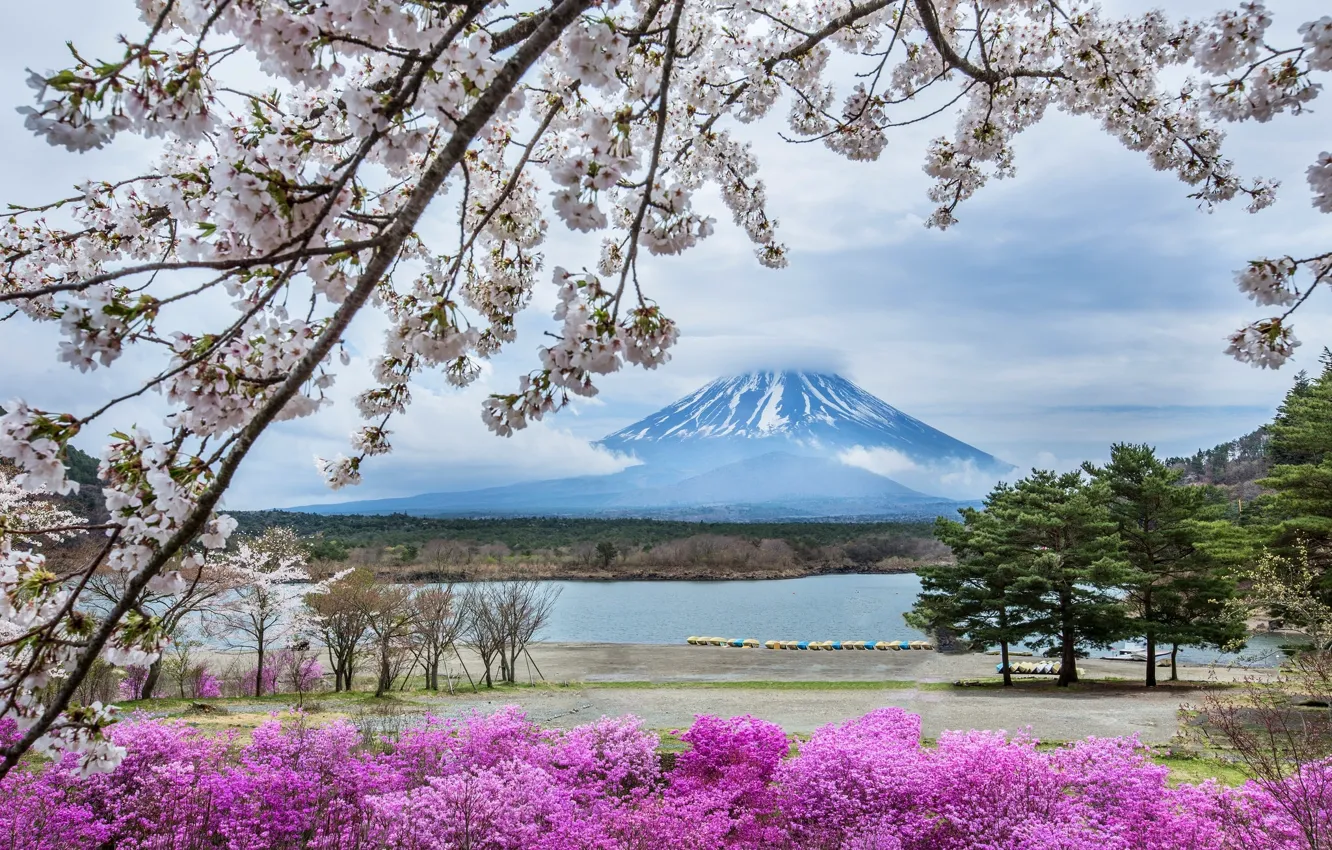 Фото обои цветы, гора, весна, Япония, сакура, Фудзияма