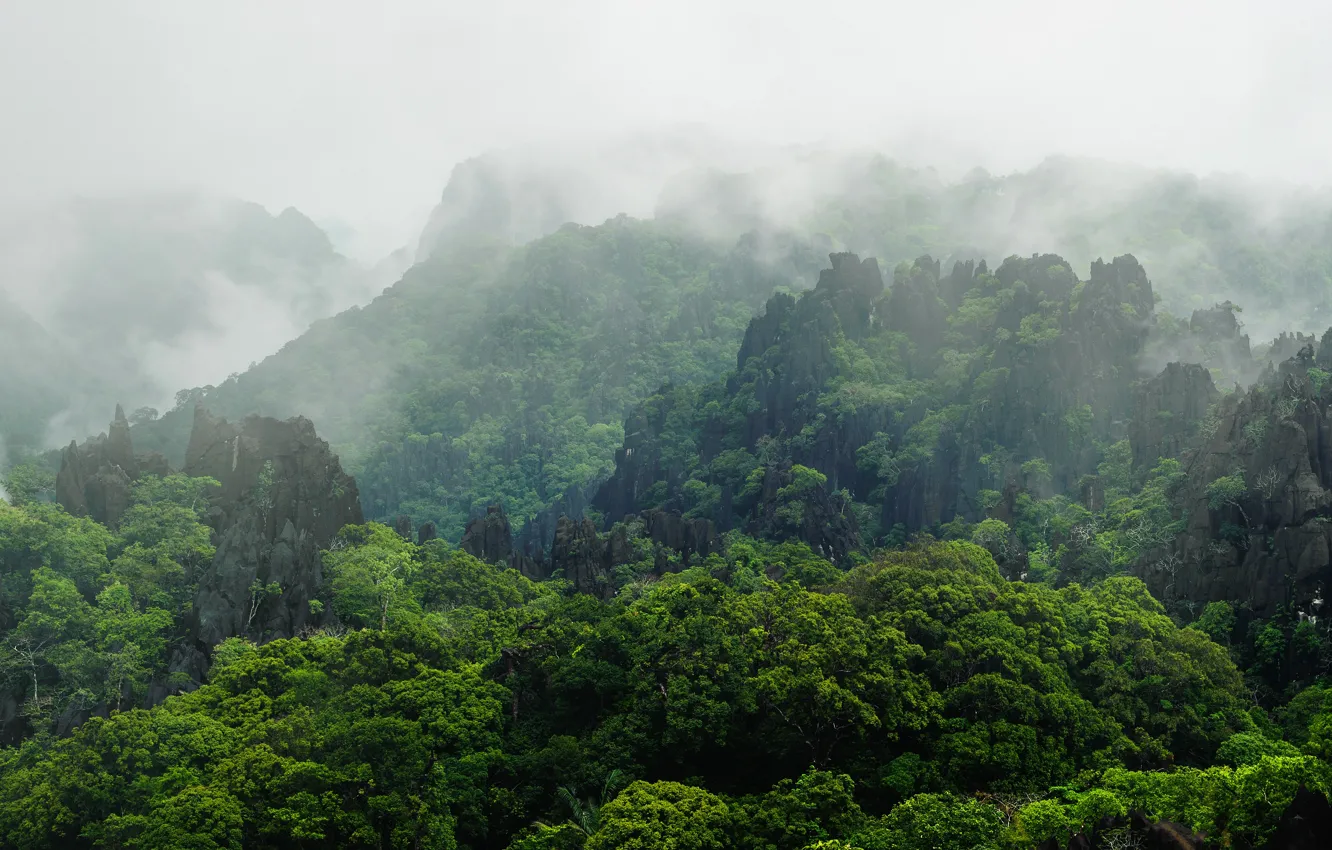 Фото обои лес, горы, туман, тропики, камни, скалы, растительность, Лаос