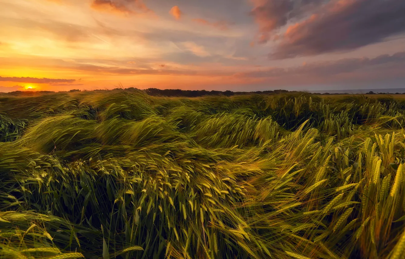Фото обои пшеница, поле, лето, небо, солнце, закат, вечер, Июнь