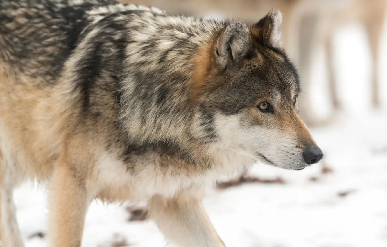 Фото обои nature, face, animal, wolf, wildlife, head, fur, mammal