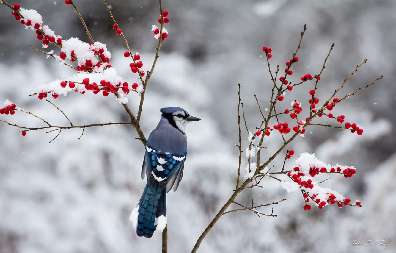 Фото обои зима, снег, ветки, ягоды, птица, сойка