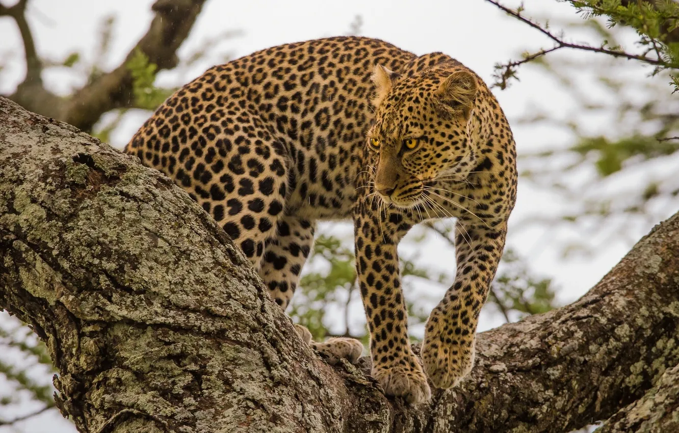 Фото обои хищник, засада, леопард, на дереве