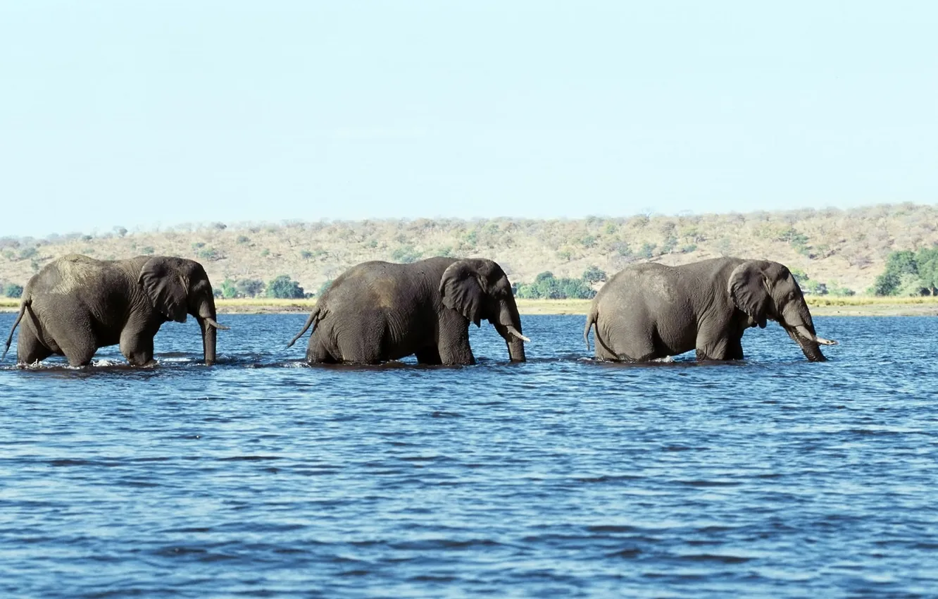 Фото обои вода, три, бивни, слона, хоботы