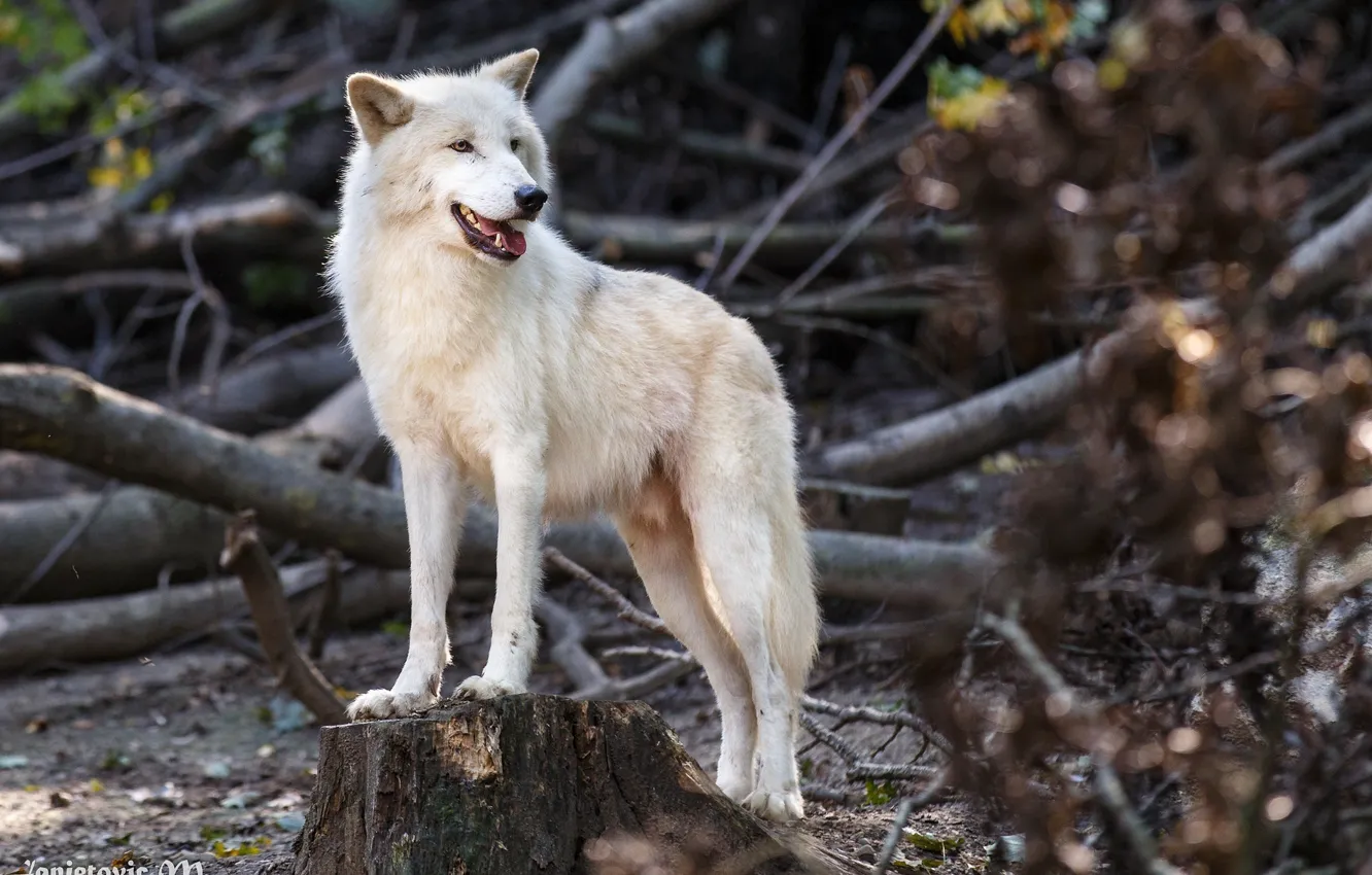 Фото обои хищник, красавец, белый волк