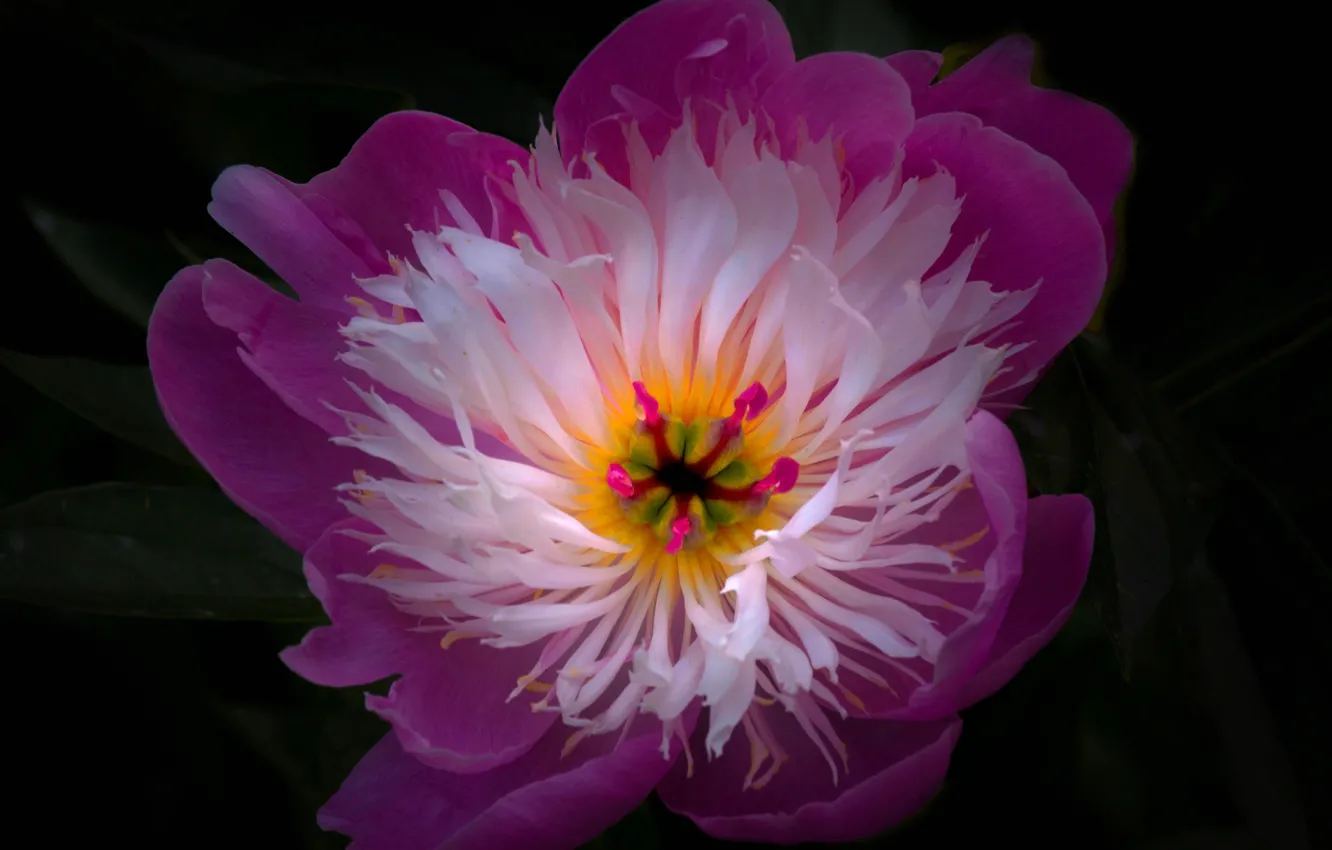 Фото обои цветы, природа, лепестки, тычинки