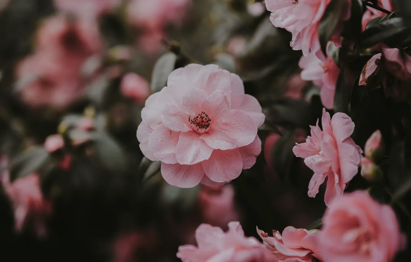 Фото обои pink, flowers, bloom