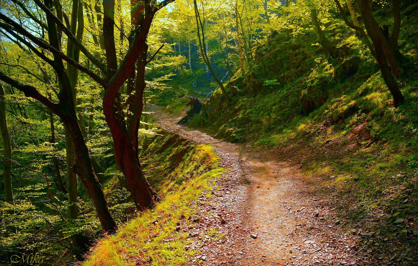 Фото обои Деревья, Лес, Тропа, Forest, Trees, Path