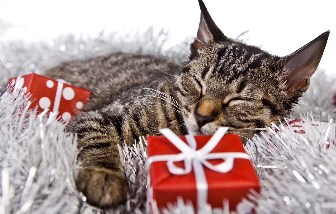 Фото обои кот, праздник, новый год, рождество, спит, подарки, лежит, котёнок