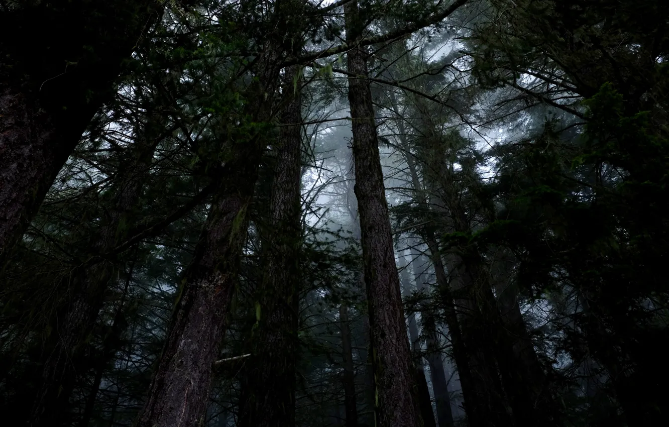 Фото обои лес, деревья, природа, туман, США, Hoh Rainforest