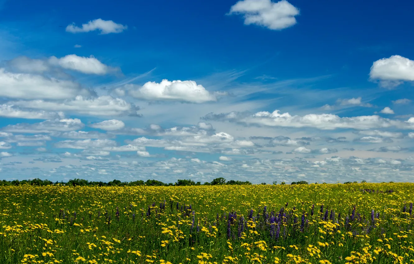 Фото обои поле, лето, небо, солнце, облака, желтые, одуванчики