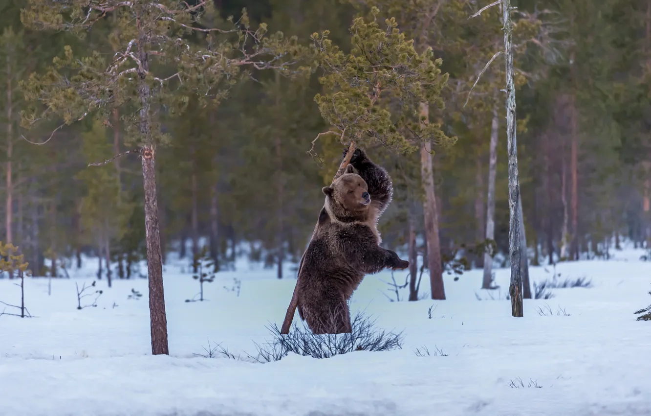 Фото обои снег, кадр, медведь, сосны