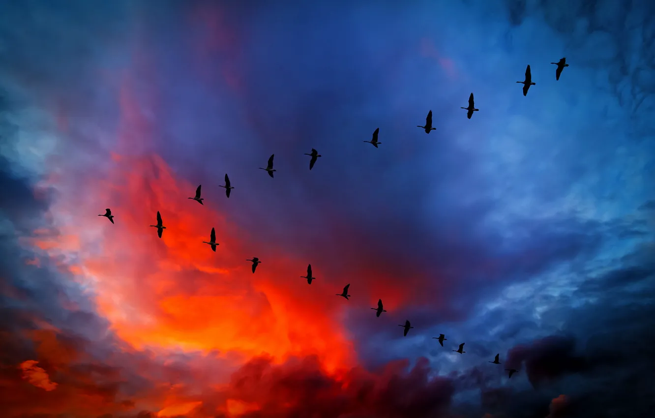Фото обои небо, облака, полет, закат, птицы, тучи, зарево, клин