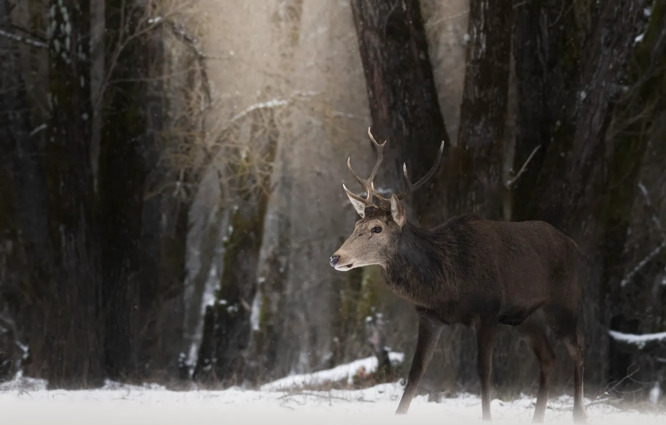 Фото обои зима, лес, снег, деревья, ветки, олень