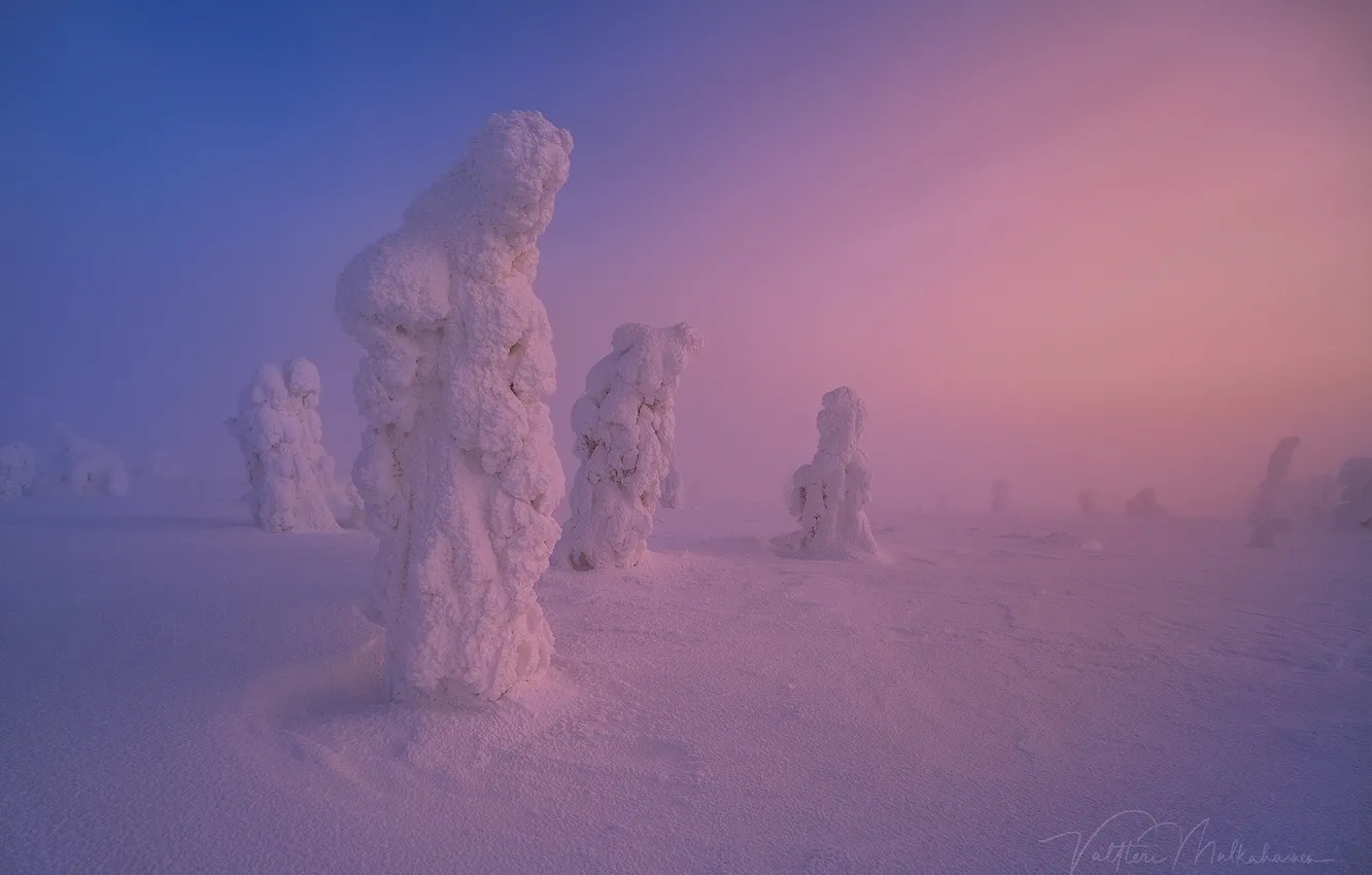 Фото обои зима, снег, деревья, природа, краски, сугробы, дымка, фигуры