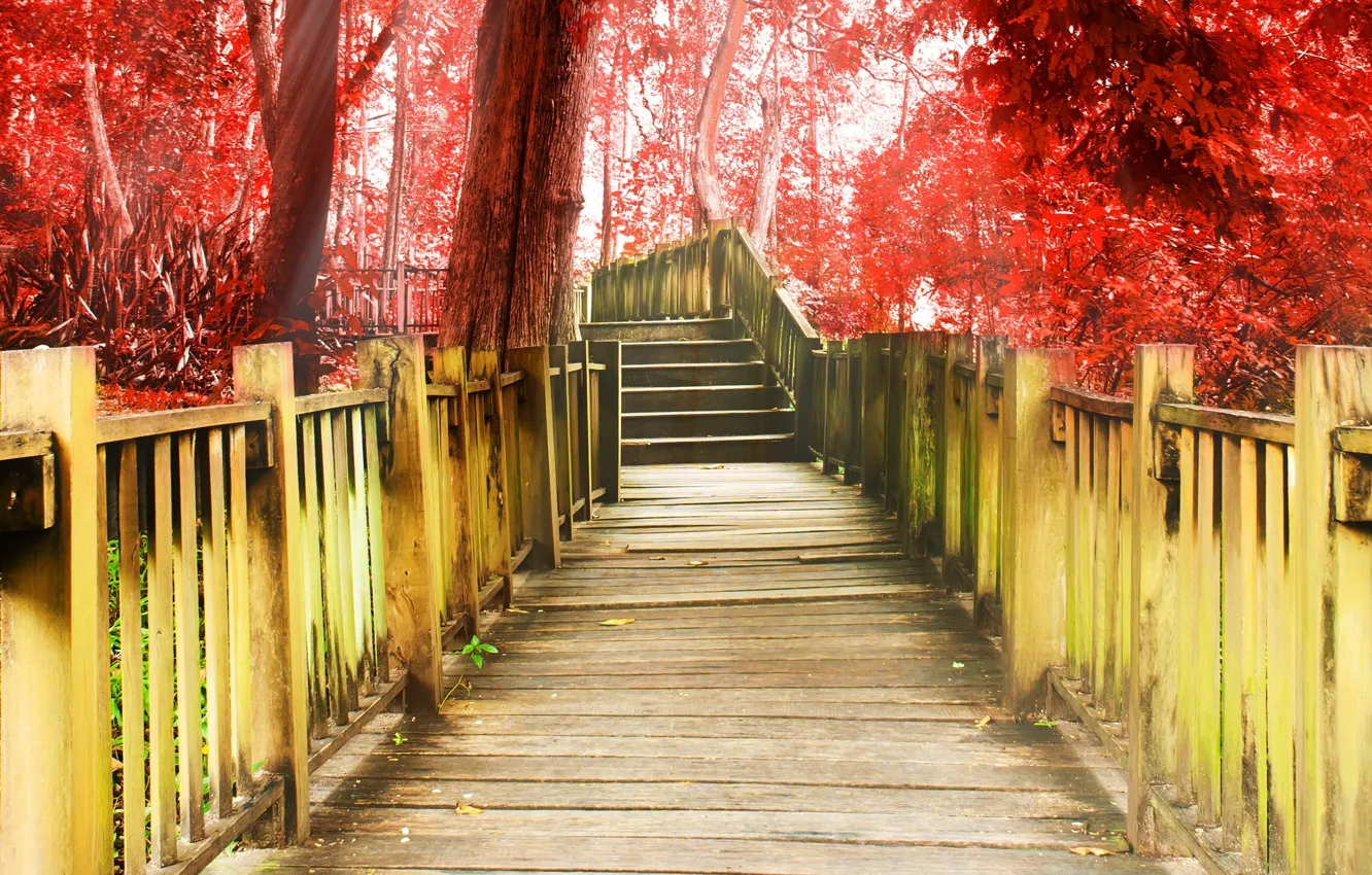 Фото обои деревья, красный, фон, дерево, widescreen, обои, лестница, дорожка