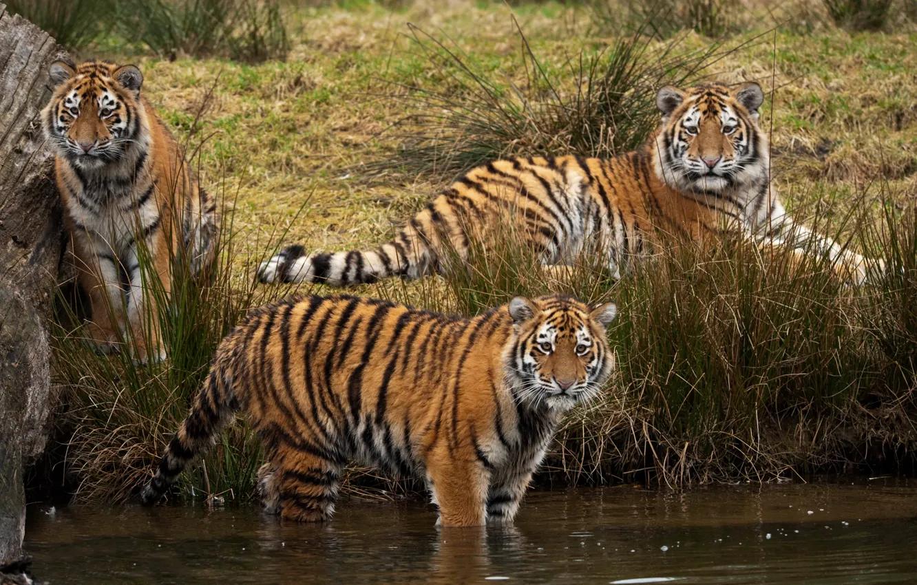 Фото обои трава, кошки, тигр, купание, водоём, амурский, троица