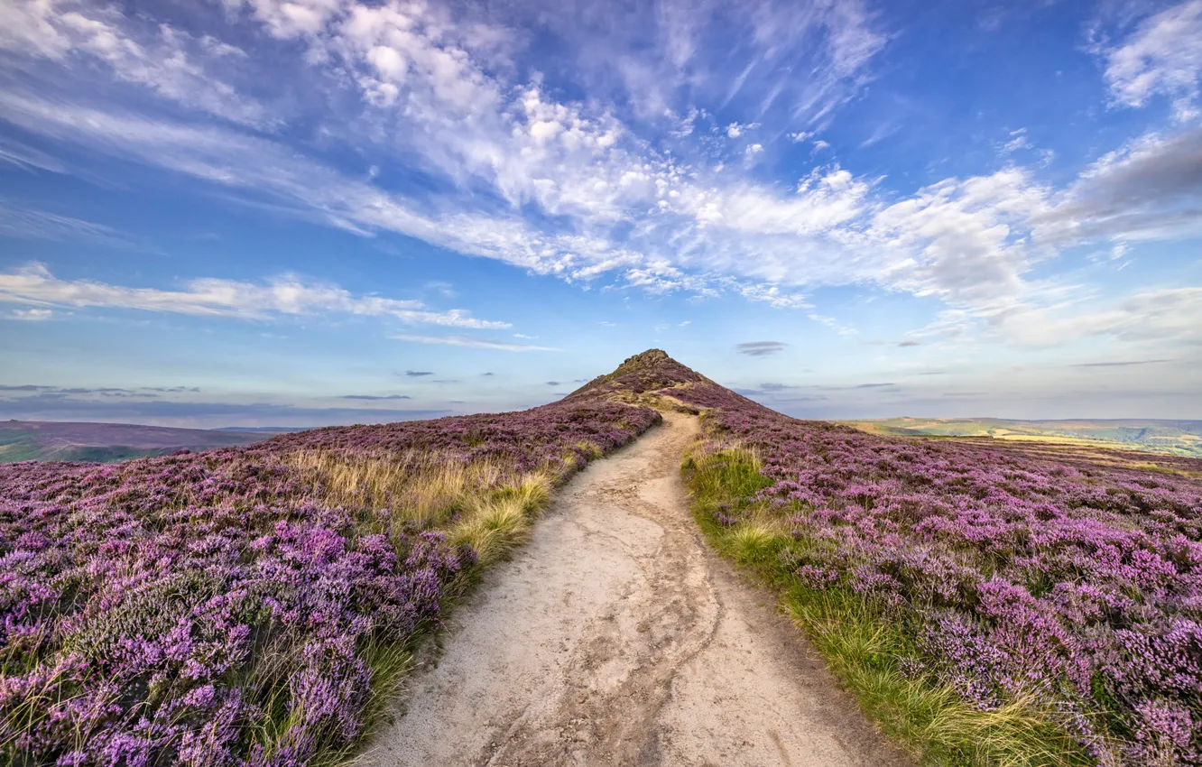 Фото обои дорога, поле, небо, облака, цветы, синева, холмы, даль