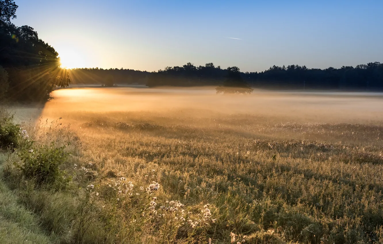 Фото обои поле, свет, туман, утро