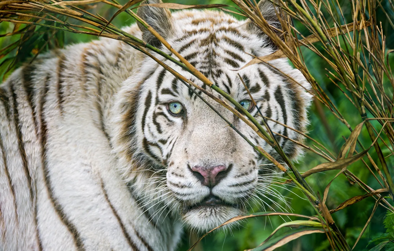 Фото обои кошка, взгляд, морда, белый тигр, ©Tambako The Jaguar