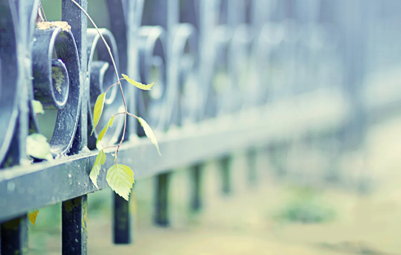 Фото обои листья, металл, сталь, растения, ограда, железо, заборы, fence wallpappers