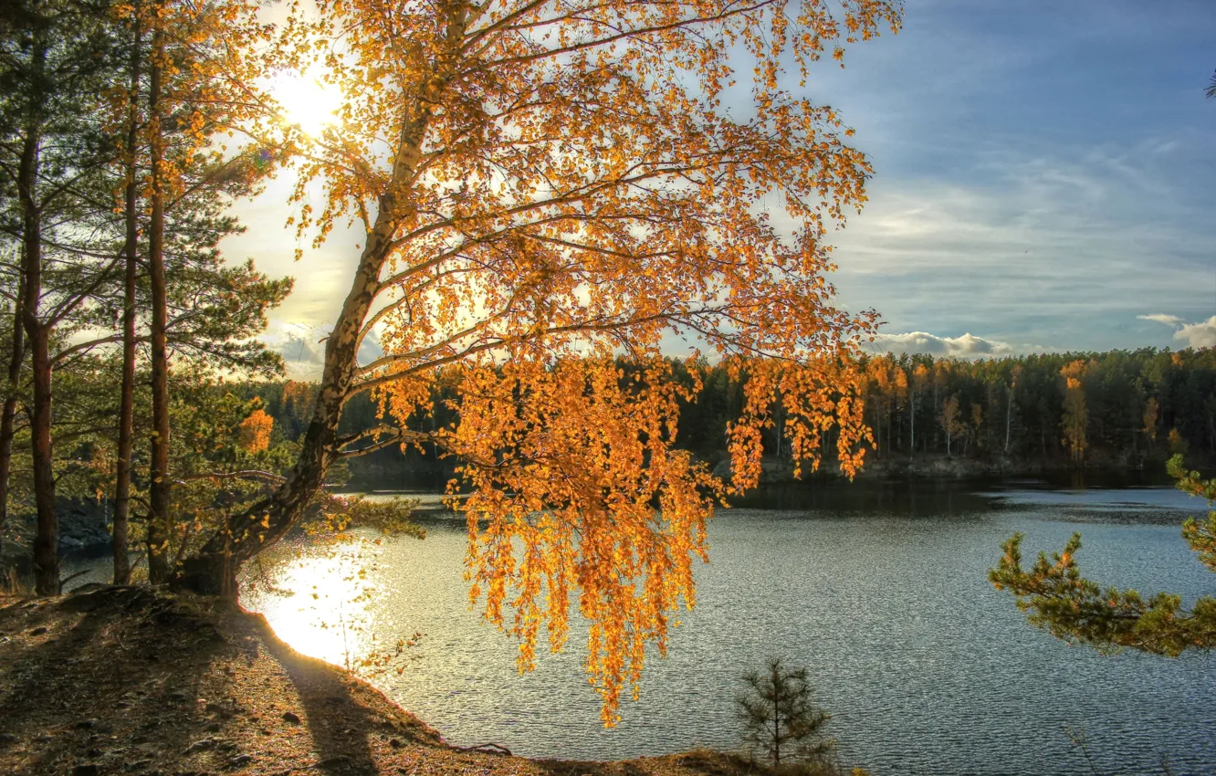 Фото обои осень, солнце, свет, река, береза