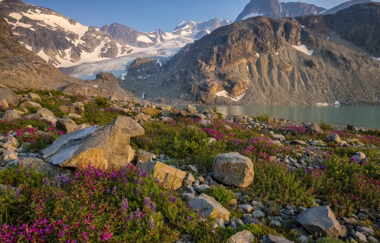 Фото обои цветы, горы, камни, скалы