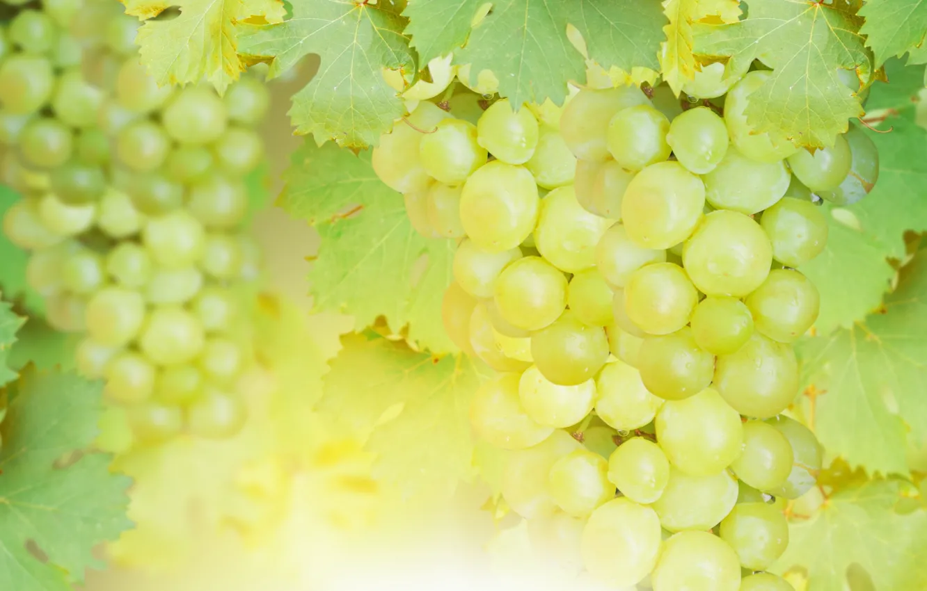 Фото обои виноград, гроздь, Grape