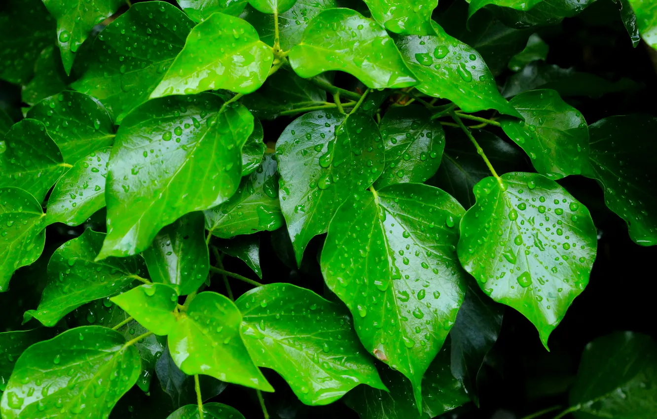 Фото обои leafs, drops, plant
