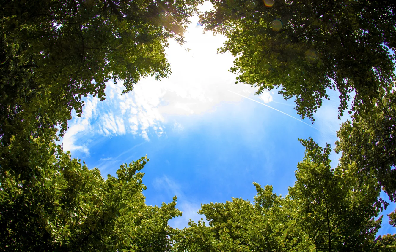 Фото обои небо, листья, облака, деревья, sky, trees, clouds, leaves