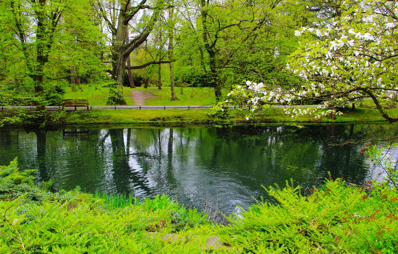Фото обои park, lake, tree, spring, pond
