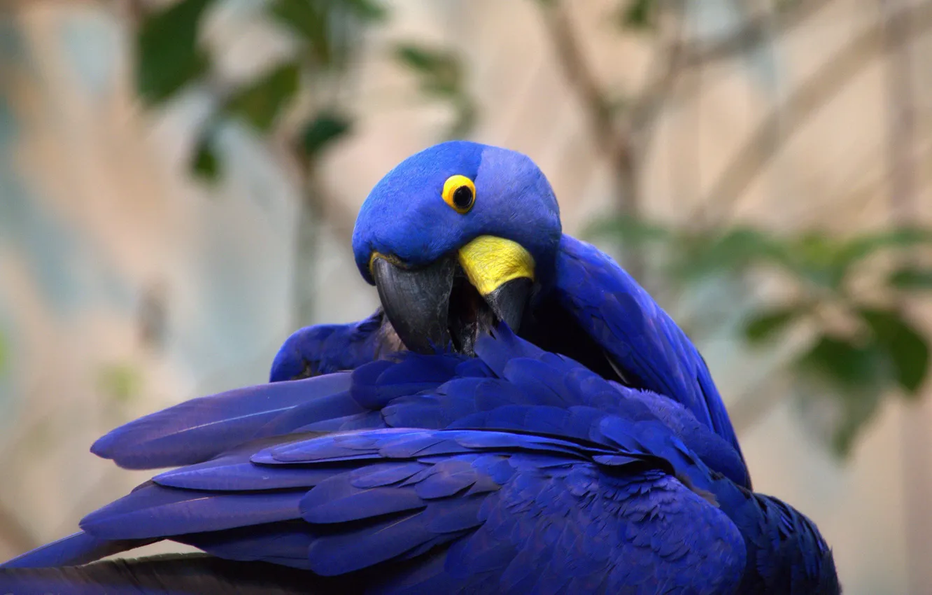 Фото обои перья, попугай, окрас, забавная, Гиацинтовый ара