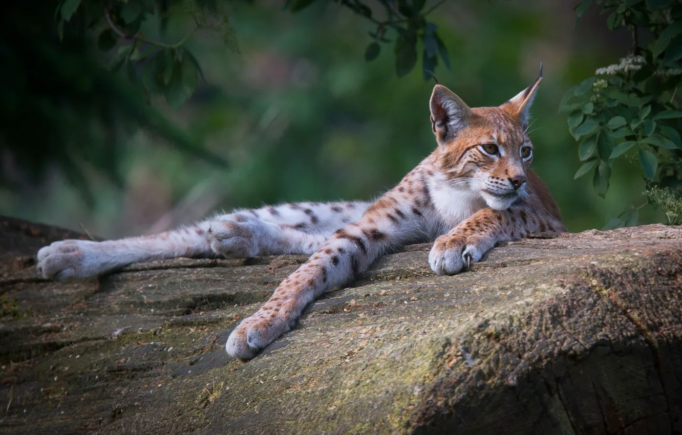 Фото обои взгляд, морда, листья, деревья, природа, поза, фон, отдых