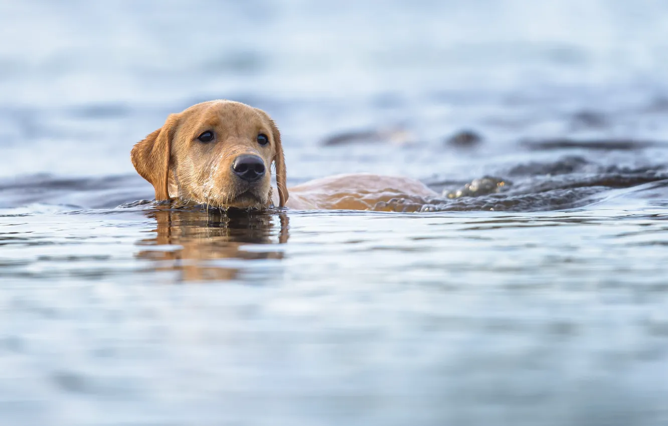 Фото обои взгляд, морда, вода, друг, собака