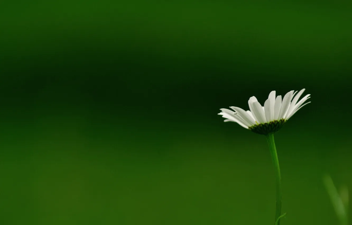 Фото обои flower, petals, stalk, white flower