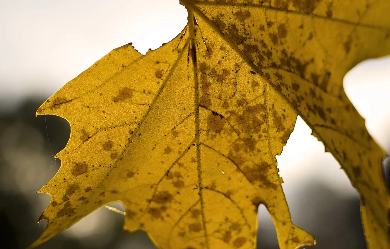 Фото обои осень, макро, лист, клен